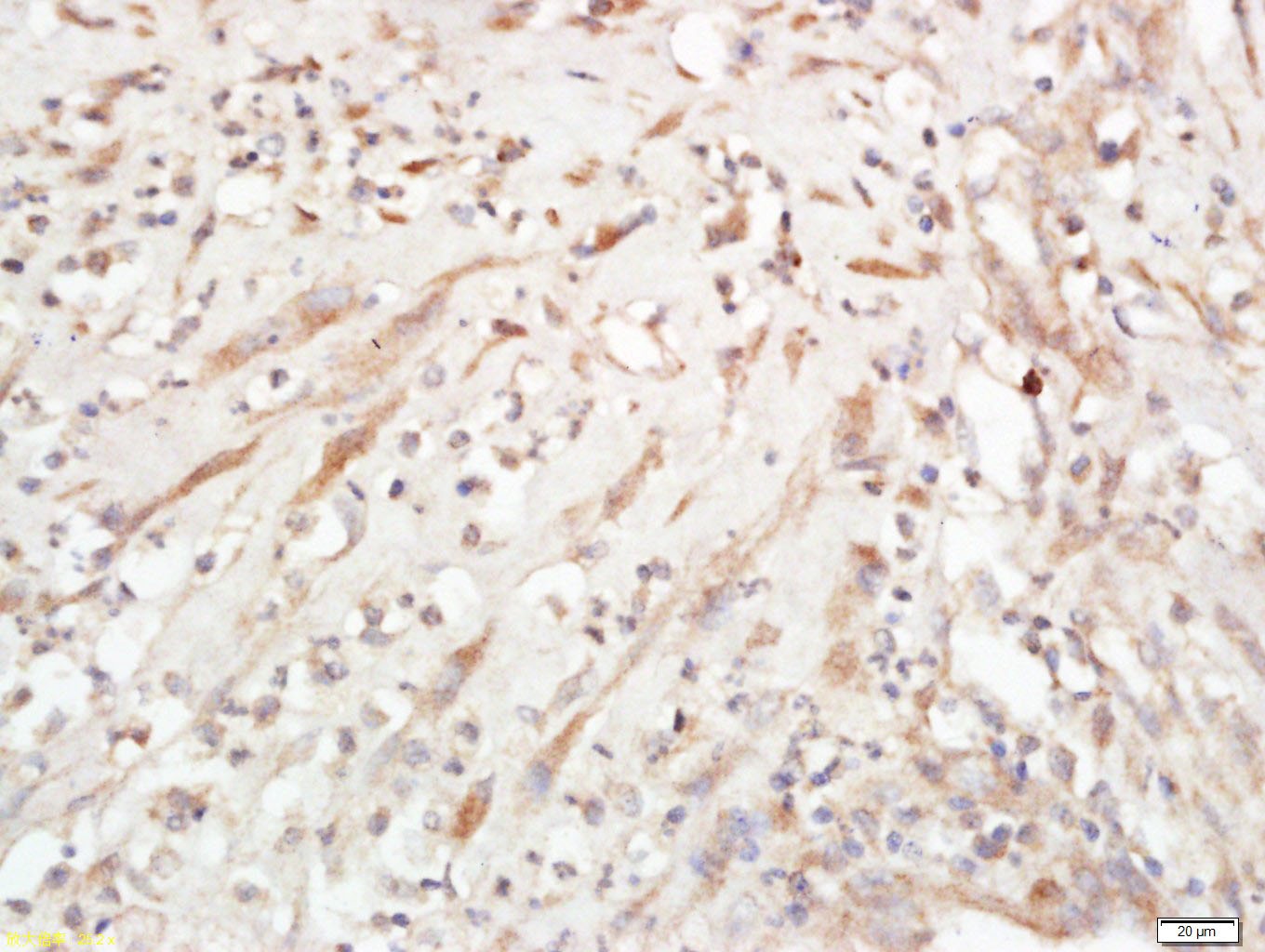 Anti-Jagged 1 Polyclonal Antibody