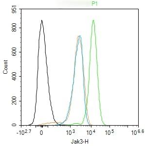 Anti-JAK3 Polyclonal Antibody