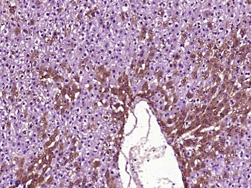 Anti-IGF2/IGF-II Polyclonal Antibody