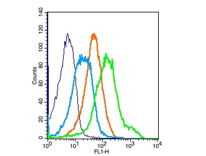 Anti-IGF1R/CD221 Polyclonal Antibody