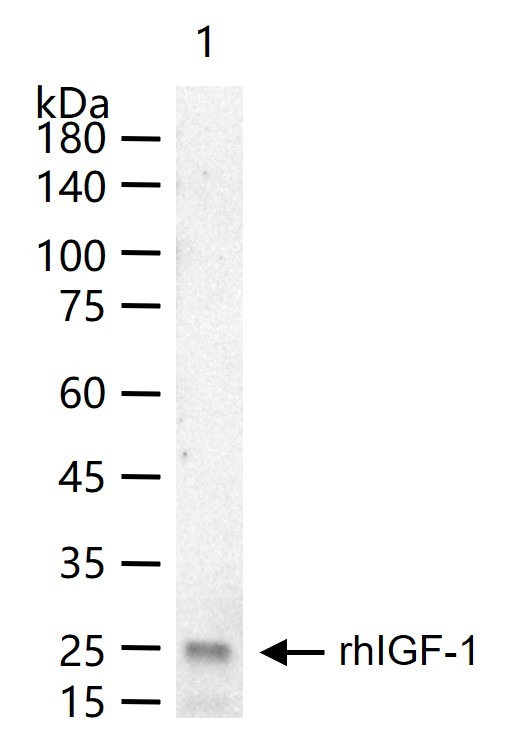 Anti-IGF1/IGF-I Polyclonal Antibody