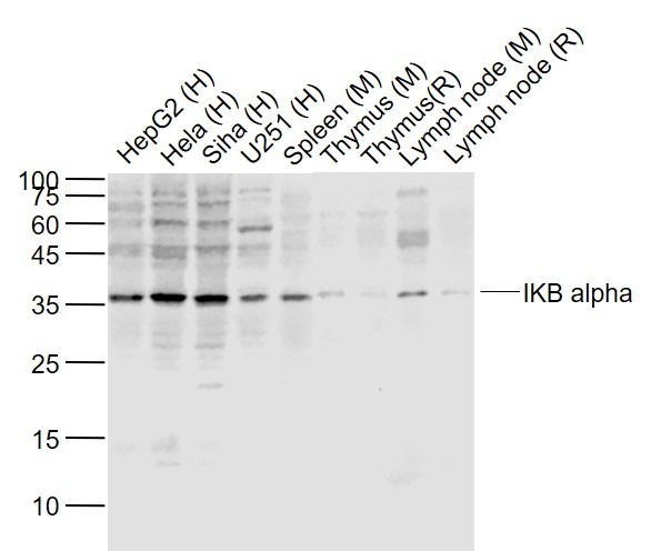 Anti-IkB alpha/NFKBIA Polyclonal Antibody