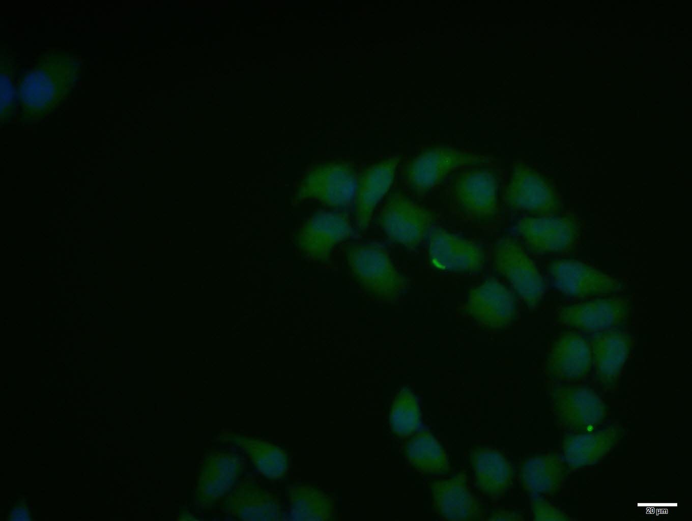 Anti-IKBKA Polyclonal Antibody