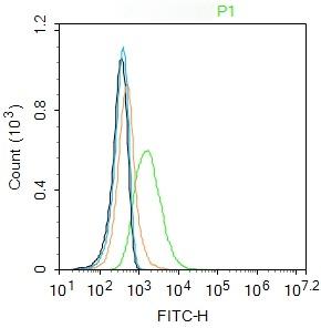 Anti-IGF1R/CD221 Polyclonal Antibody