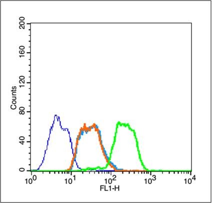 Anti-IkB alpha/NFKBIA Polyclonal Antibody