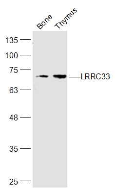 Anti-NRROS Polyclonal Antibody