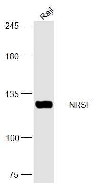 Anti-NRSF Polyclonal Antibody