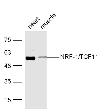 Anti-NRF1 Polyclonal Antibody