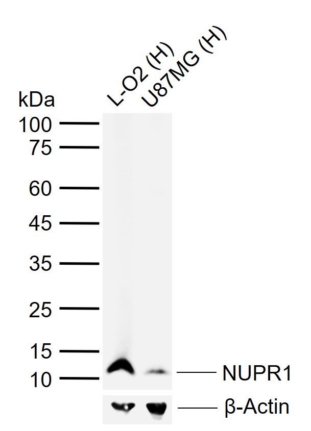 Anti-NUPR1 Polyclonal Antibody