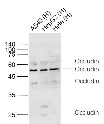 Anti-OCLN Polyclonal Antibody
