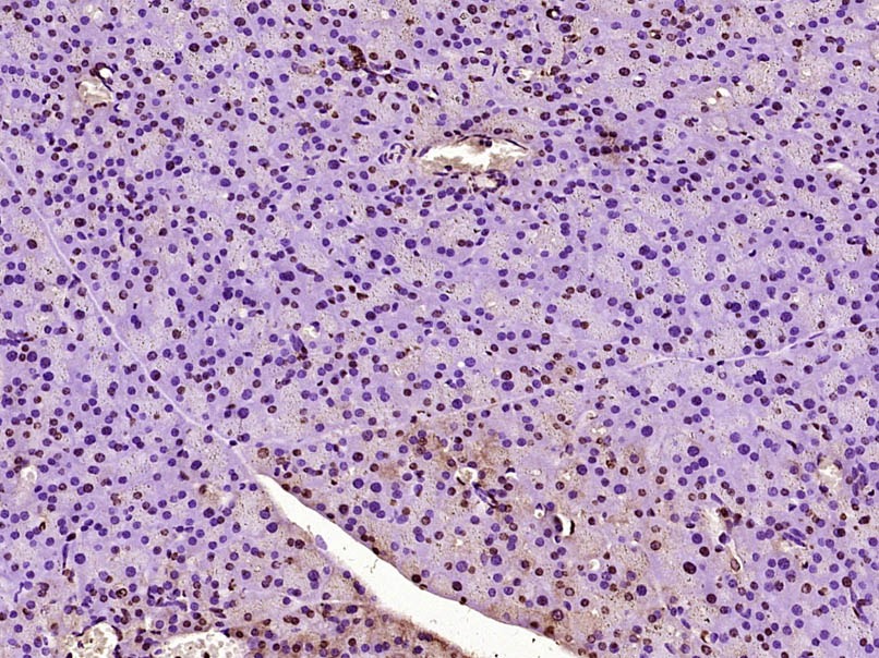 Anti-NUPR1 Polyclonal Antibody