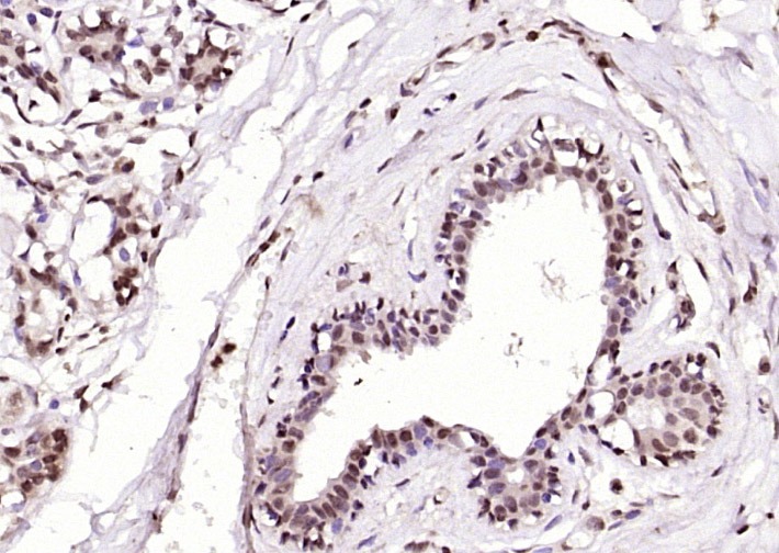 Anti-NUMA1 Polyclonal Antibody
