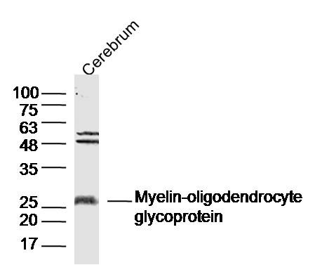 Anti-MOG Polyclonal Antibody