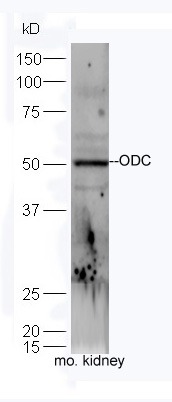 Anti-ODC1 Polyclonal Antibody