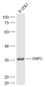 Anti-OmpC Polyclonal Antibody