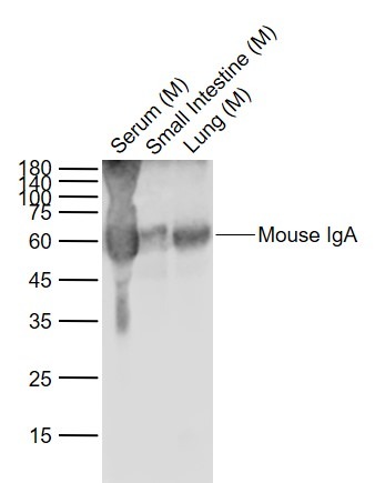 Anti-Mouse IgA Polyclonal Antibody