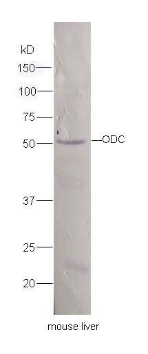 Anti-ODC1 Polyclonal Antibody