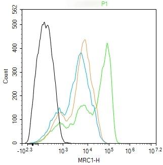 Anti-MRC1 Polyclonal Antibody 2