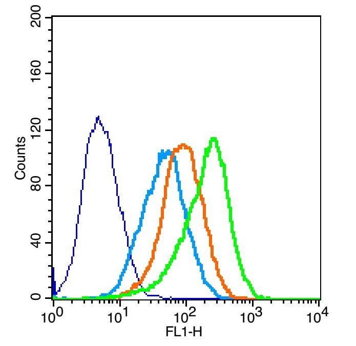 Anti-OCLN Polyclonal Antibody 2