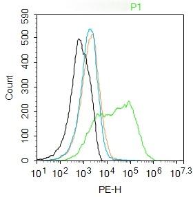 Anti-OCLN Polyclonal Antibody