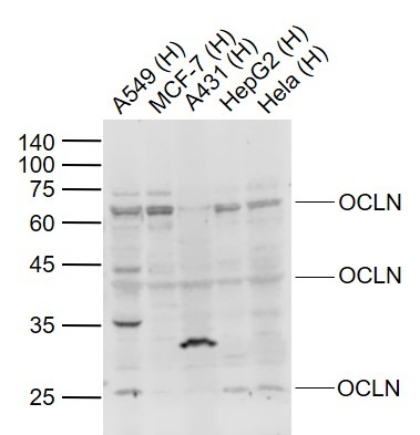 Anti-OCLN Polyclonal Antibody 2