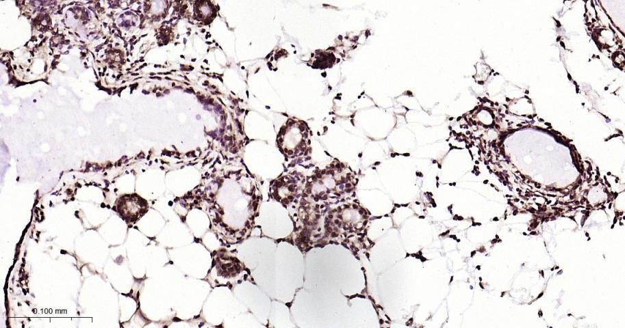 Anti-NUMA1 Antibody (6H53)