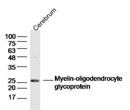 Anti-MOG Polyclonal Antibody