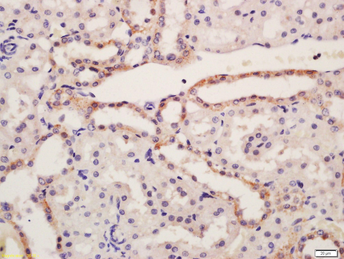 Anti-NALP6 Polyclonal Antibody