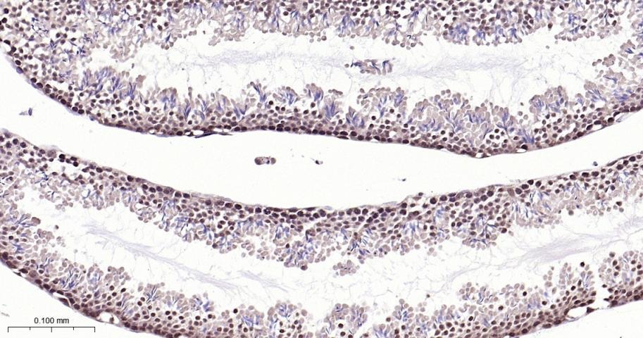 Anti-NUMA1 Antibody (6H53)