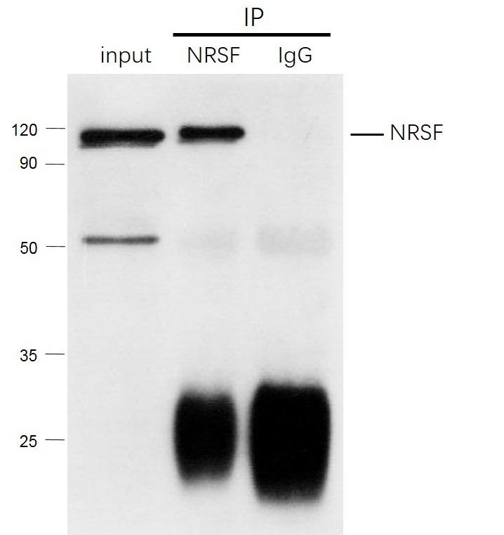 Anti-NRSF Polyclonal Antibody