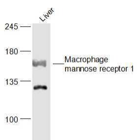Anti-MRC1 Polyclonal Antibody