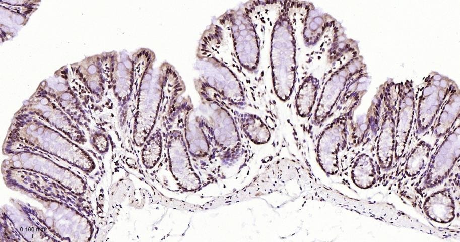Anti-NUMA1 Antibody (6H53)