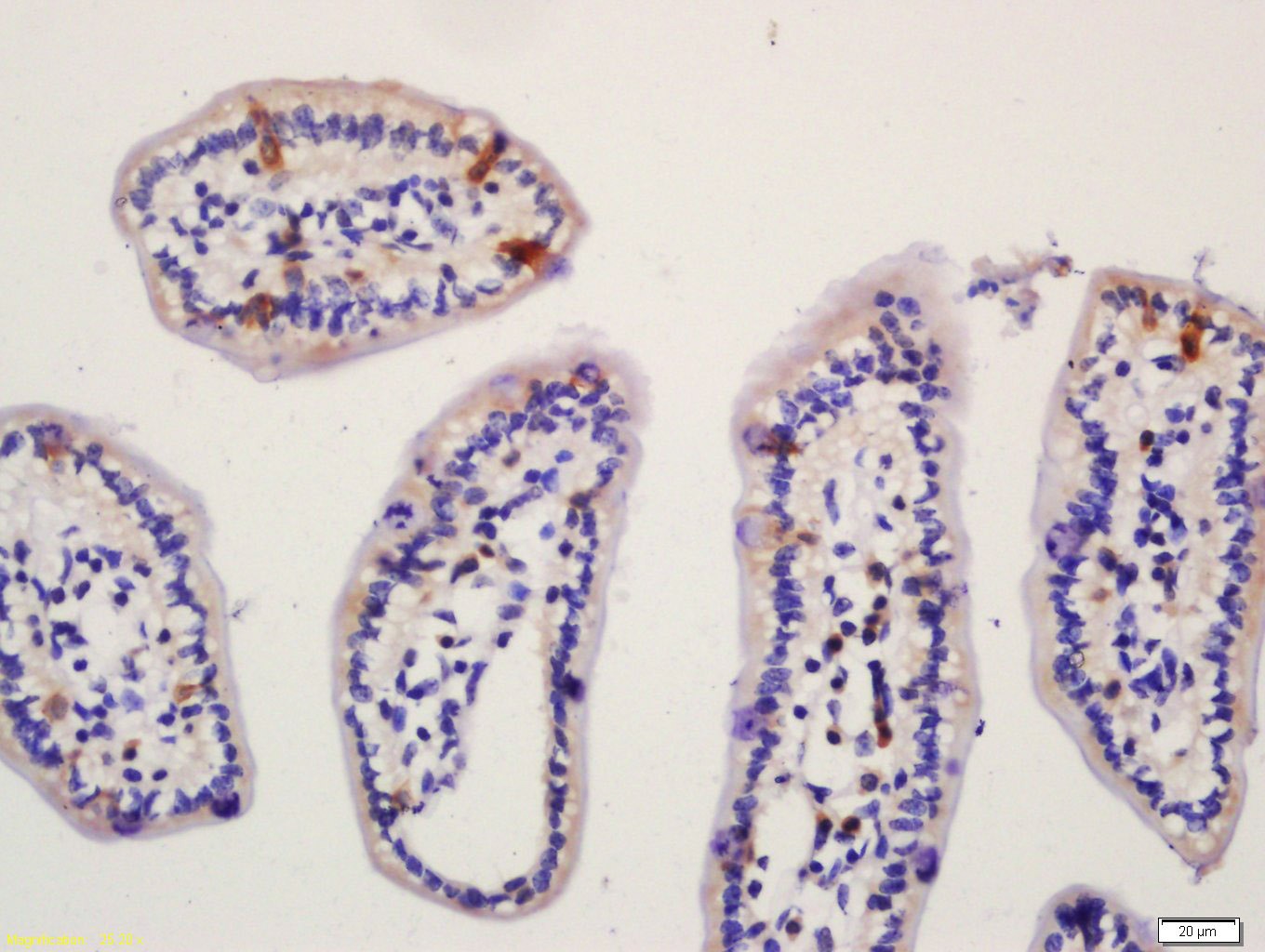 Anti-NALP6 Polyclonal Antibody