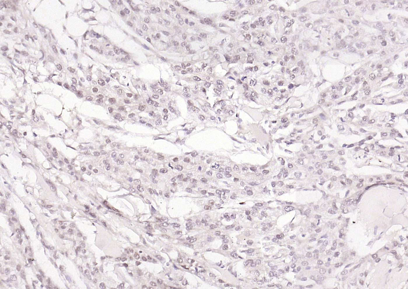 Anti-OIT3 Polyclonal Antibody