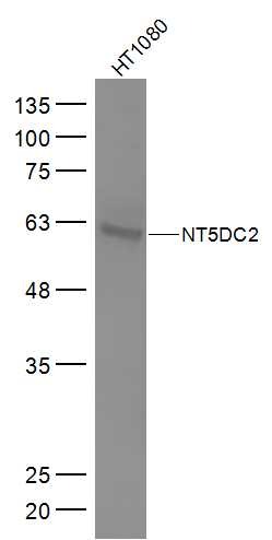 Anti-NT5DC2 Polyclonal Antibody