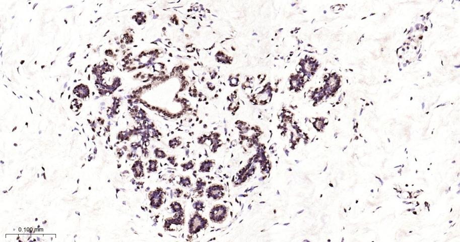 Anti-NUMA1 Antibody (6H53)
