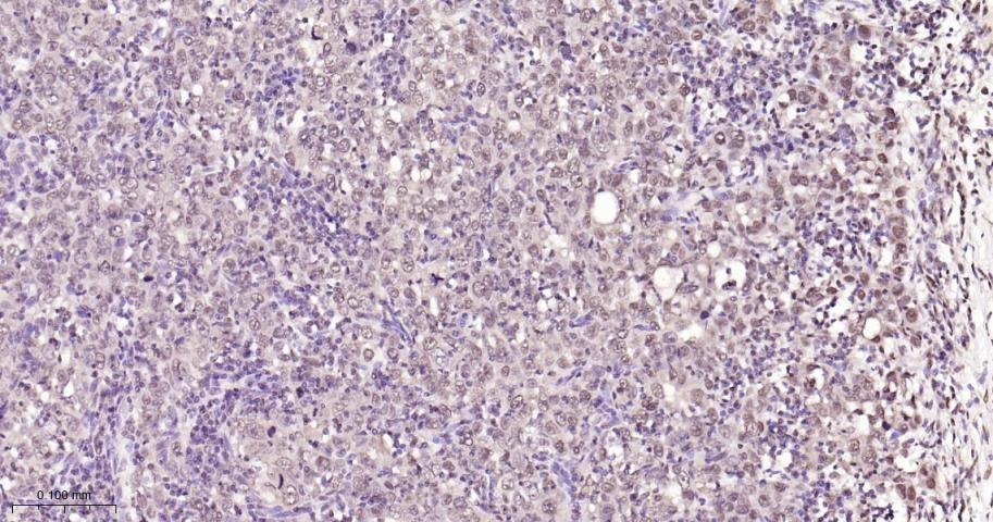 Anti-NUMA1 Antibody (6H53)