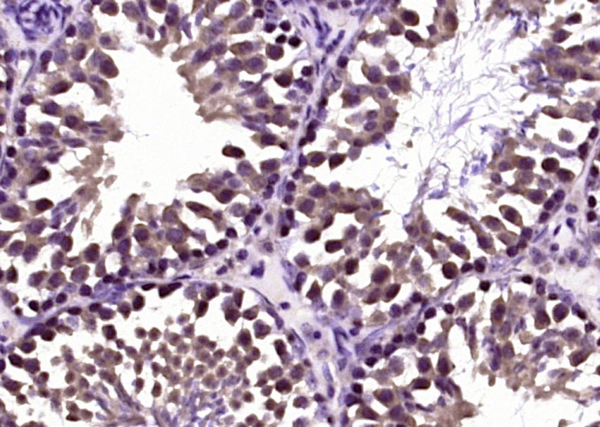 Anti-Klotho Polyclonal Antibody