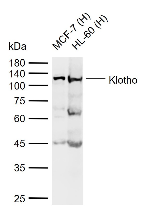 Anti-Klotho Polyclonal Antibody
