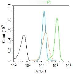 Anti-KRAS Polyclonal Antibody