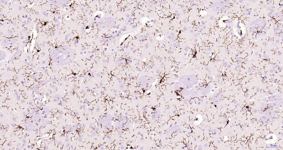 Anti-Iba1 Polyclonal Antibody