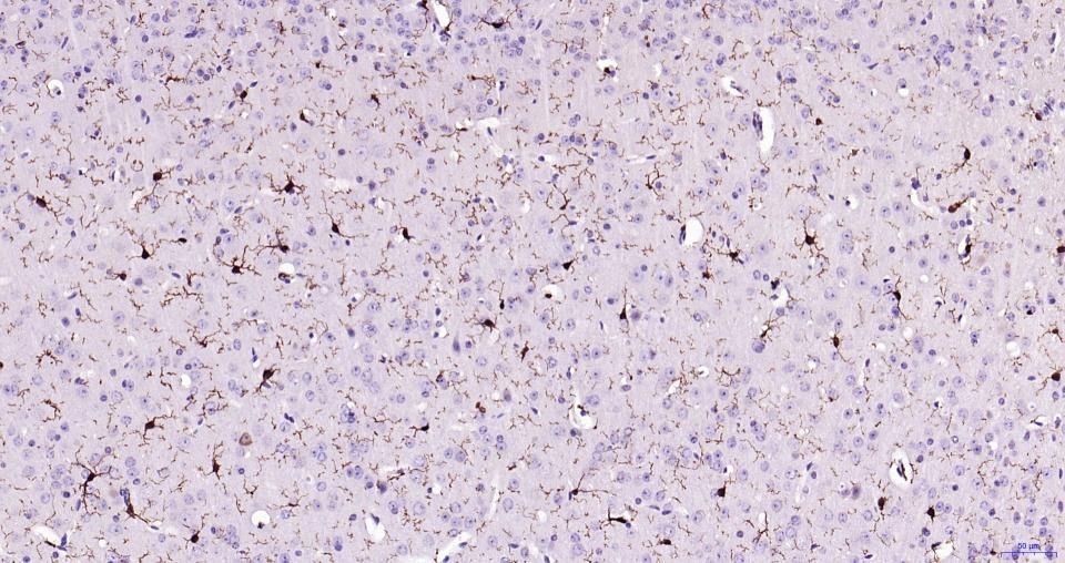Anti-Iba1 Antibody (1N641)