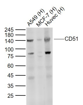 Anti-Integrin alpha 5 beta 6 Polyclonal Antibody