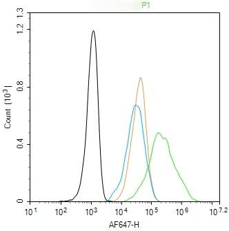 Anti-KRT18 Polyclonal Antibody 2
