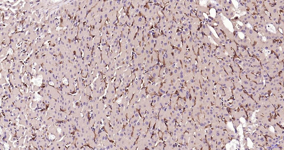 Anti-Iba1 Polyclonal Antibody