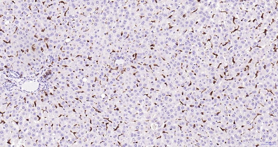 Anti-Iba1 Antibody (1N641)