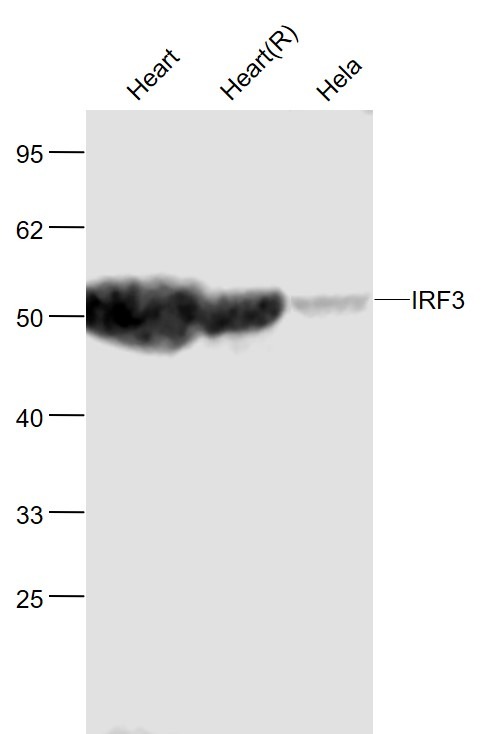 Anti-IRF3 Polyclonal Antibody