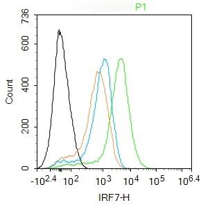 Anti-IRF7 Polyclonal Antibody