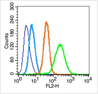 Anti-KRT18 Polyclonal Antibody 2