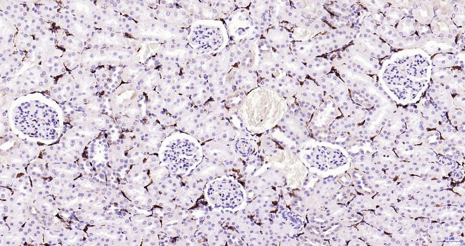 Anti-Iba1 Antibody (1N641)